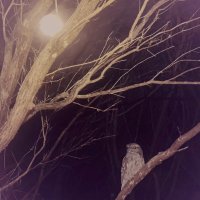 Tawny Frogmouth contemplating - Nelly Hampel